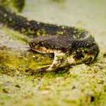 Florida Snakes – Are These The Deadliest? florida snakes