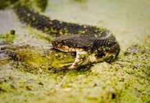 Florida Snakes – Are These The Deadliest? florida snakes