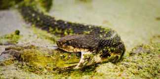 florida snakes
