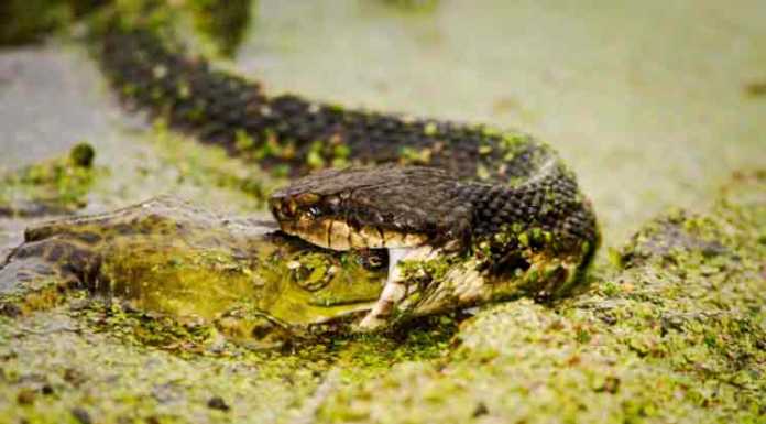 Florida Snakes – Are These The Deadliest? florida snakes