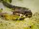 Florida Snakes – Are These The Deadliest? florida snakes
