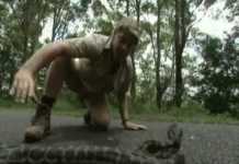 Watch: Deadliest Snake in the World – Part 1