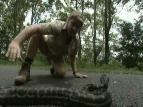 deadliest snake in the world video