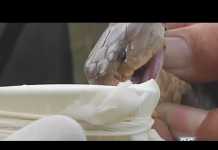 Philippine Cobra: Deadliest on the Planet?