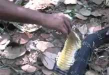 Do Snakes Drink Water? WATCH THIS!