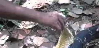 Do Snakes Drink Water? WATCH THIS!