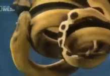 Is This Deadly Sea Snake a Cobra Relative?