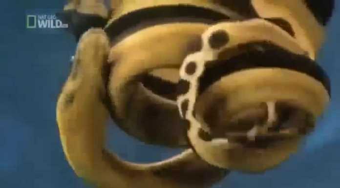 Is This Deadly Sea Snake a Cobra Relative?