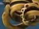 Is This Deadly Sea Snake a Cobra Relative?