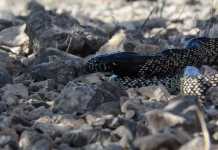 Desert Snakes: Meet The King and His Friends desert snakes