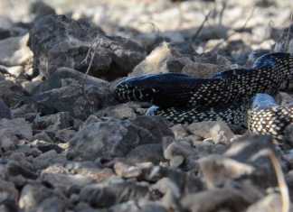desert snakes