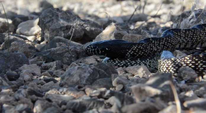 Desert Snakes: Meet The King and His Friends desert snakes