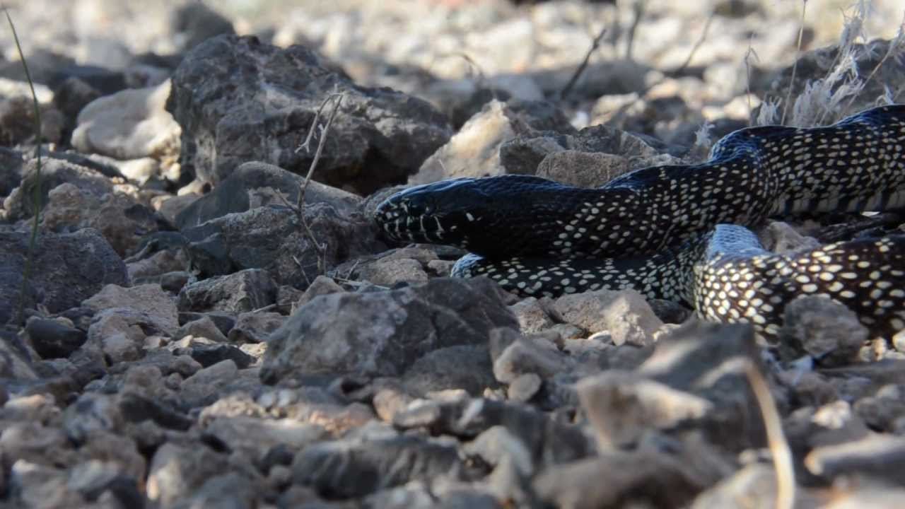 Desert Snakes: Meet The King and His Friends – Cobras.org Biology Diagrams