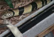 Water Cobra: The Most Secretive Species?
