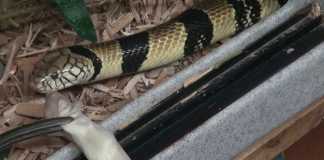 Water Cobra: The Most Secretive Species?