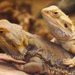 New Study: Bearded Dragons imitate like Humans? bearded dragons