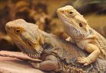 New Study: Bearded Dragons imitate like Humans? bearded dragons
