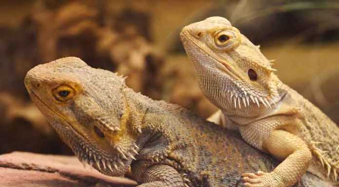 New Study: Bearded Dragons imitate like Humans? bearded dragons