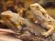 New Study: Bearded Dragons imitate like Humans? bearded dragons