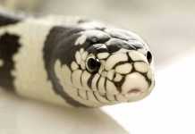 News Flash: Snakes for Christmas? snakes