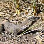 Is This The World’s Smallest Goanna Lizard? Goanna