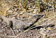 Is This The World’s Smallest Goanna Lizard? Goanna