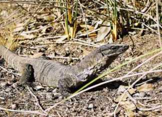 Goanna