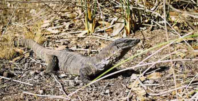 Goanna