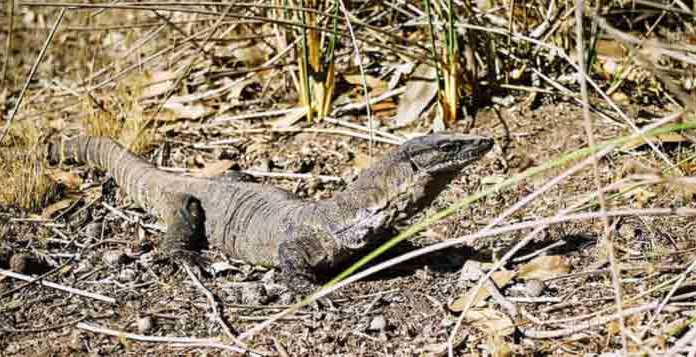 Is This The World’s Smallest Goanna Lizard? Goanna