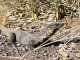 Is This The World’s Smallest Goanna Lizard? Goanna