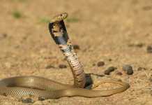 Spitting Cobra Bites a 10-month old Baby spitting cobra
