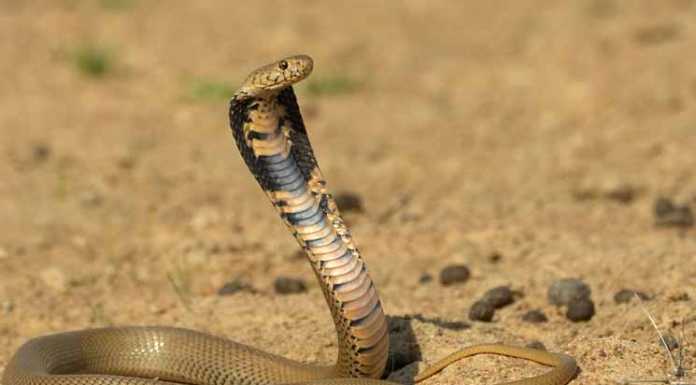 Spitting Cobra Bites a 10-month old Baby spitting cobra