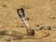 Snake News Flash: Pregnant Cobras Captured spitting cobra