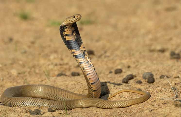 Mozambique-spitting-cobra-by-Willem-Frost.jpg