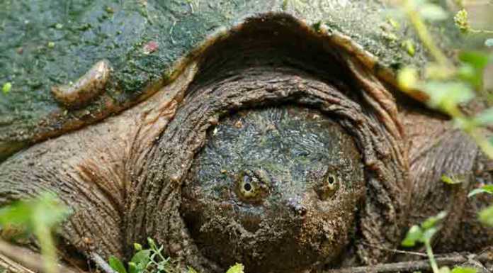 3 Types Of Turtles You Must See types of turtles