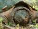 3 Types Of Turtles You Must See types of turtles