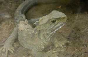 tuatara lizard