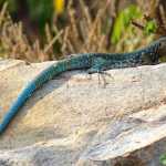Scientists Create New Lizard Species in Lab lizard species