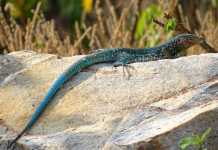 Scientists Create New Lizard Species in Lab lizard species
