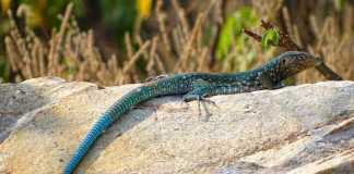 Scientists Create New Lizard Species in Lab lizard species