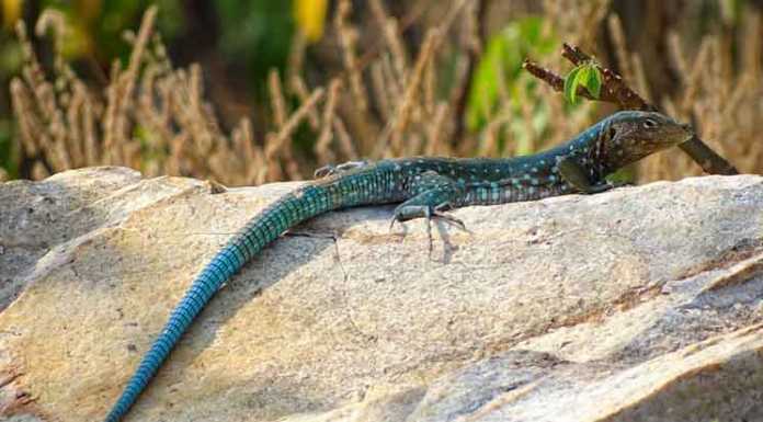 Scientists Create New Lizard Species in Lab lizard species