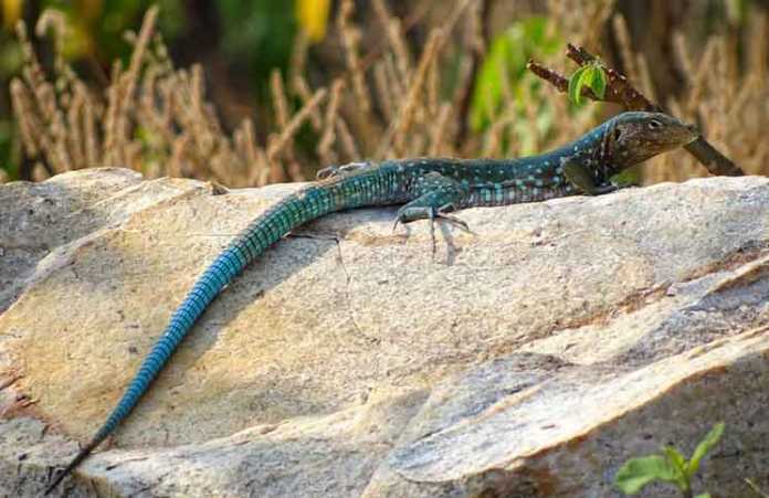 lizard species