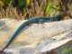 Scientists Create New Lizard Species in Lab lizard species
