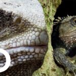 Tuatara Lizard-Like: Is This The Longest Living Reptile?