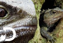 Tuatara Lizard-Like: Is This The Longest Living Reptile?