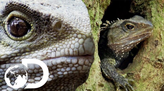 Tuatara Lizard-Like: Is This The Longest Living Reptile?
