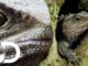 Tuatara Lizard-Like: Is This The Longest Living Reptile?