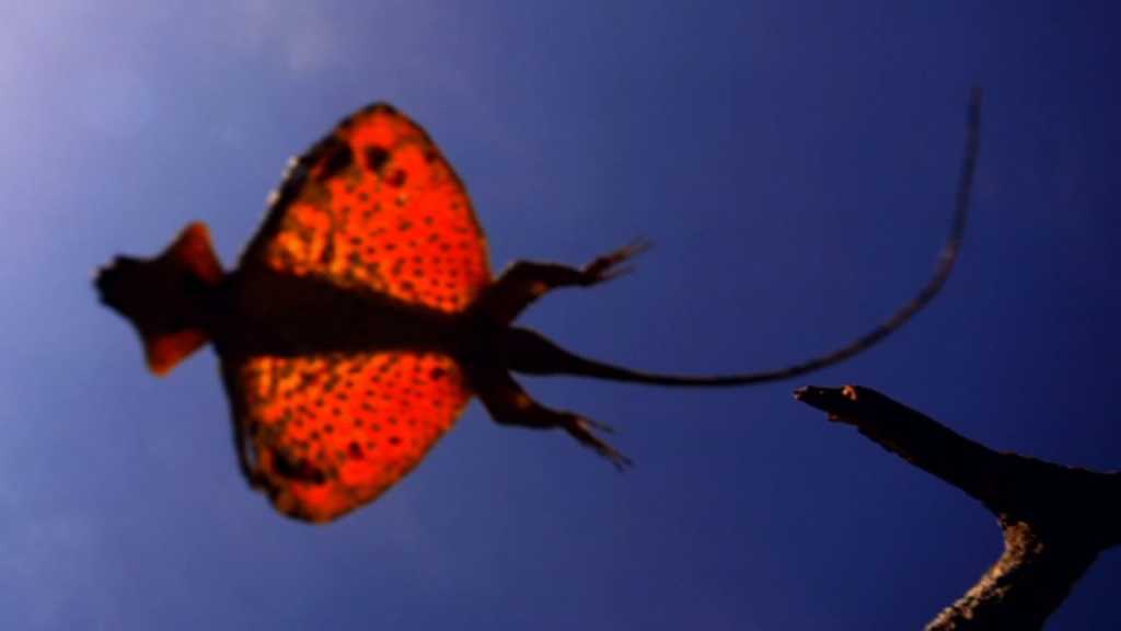 The Secret of The Flying Draco Lizard