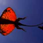 The Secret of The Flying Draco Lizard draco lizard
