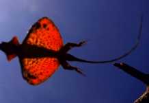 The Secret of The Flying Draco Lizard draco lizard